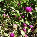 Picasa 3.0